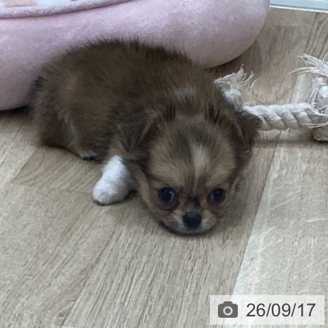 チワワの写真