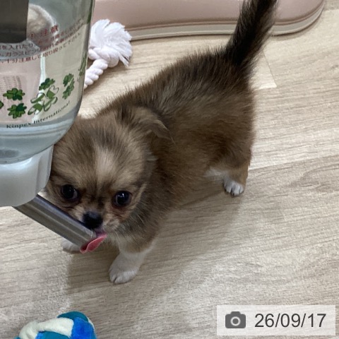 チワワの写真