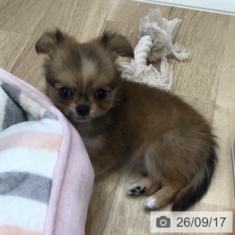 チワワの写真