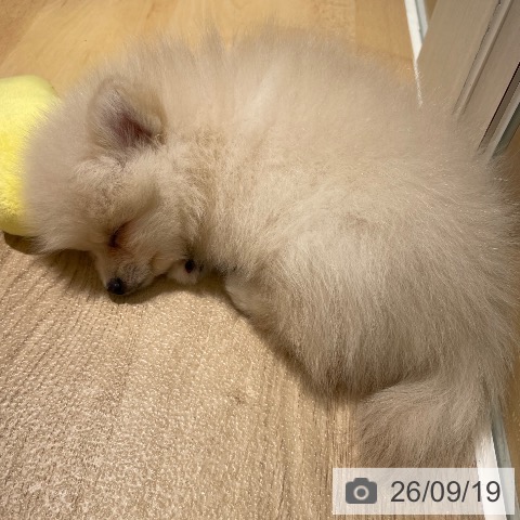 鹿児島県のポメラニアン (ペットプラス 姶良店/2026年7月17日生まれ/男の子/クリーム)の子犬の4枚目の画像