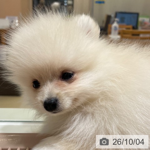 鹿児島県のポメラニアン (ペットプラス 姶良店/2026年7月17日生まれ/男の子/クリーム)の子犬の4枚目の画像