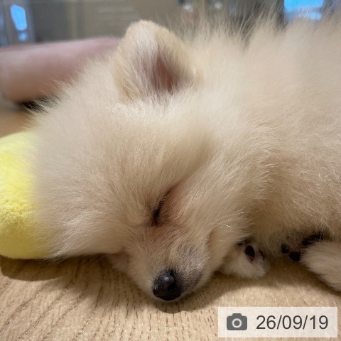 鹿児島県のポメラニアン (ペットプラス 姶良店/2026年7月17日生まれ/男の子/クリーム)の子犬の3枚目の画像