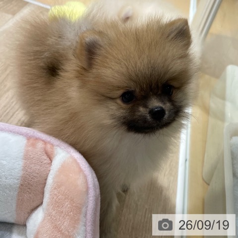 鹿児島県のポメラニアン (ペットプラス 姶良店/2026年7月17日生まれ/女の子/オレンジ)の子犬の4枚目の画像