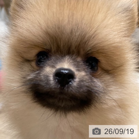 鹿児島県のポメラニアン (ペットプラス 姶良店/2026年7月17日生まれ/女の子/オレンジ)の子犬の3枚目の画像