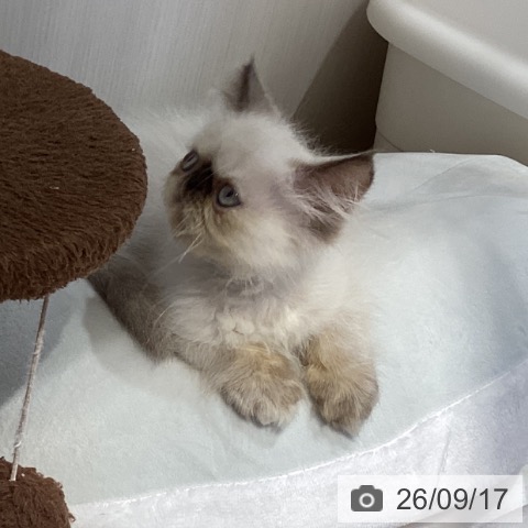 エキゾチックの写真