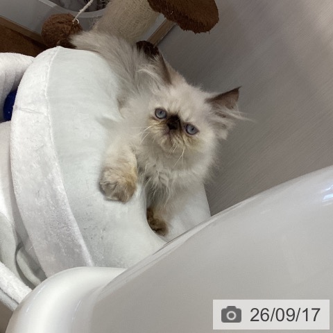 エキゾチックの写真