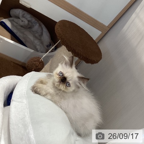 エキゾチックの写真