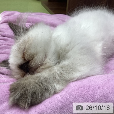 三重県のエキゾチック (ペットプラス 津南店/2026年7月14日生まれ/女の子/トーティーポイント)の子猫の4枚目の画像