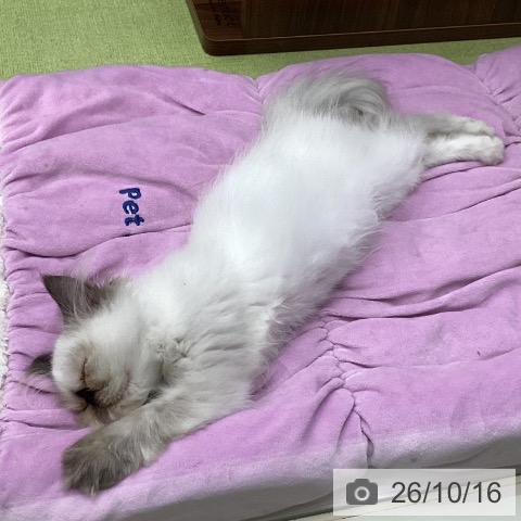 三重県のエキゾチック (ペットプラス 津南店/2026年7月14日生まれ/女の子/トーティーポイント)の子猫の3枚目の画像