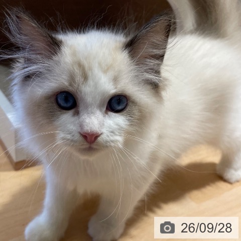 鹿児島県のラグドール (ペットプラス 姶良店/2026年7月13日生まれ/男の子/シールポイントバイカラー)の子猫の4枚目の画像