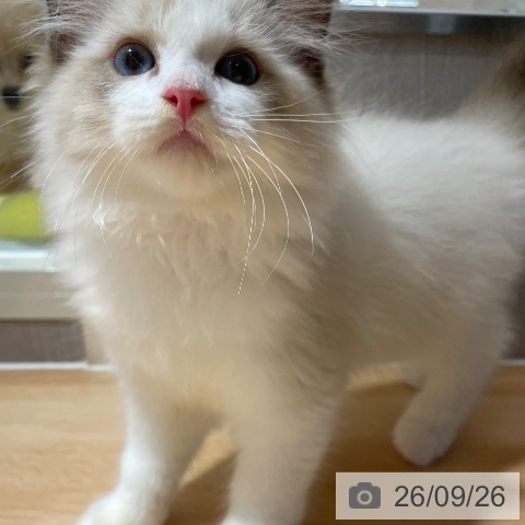 鹿児島県のラグドール (ペットプラス 姶良店/2026年7月13日生まれ/男の子/シールポイントバイカラー)の子猫の3枚目の画像