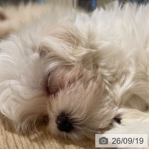 鹿児島県のマルチーズ (ペットプラス 姶良店/2026年7月16日生まれ/女の子/ホワイト)の子犬の3枚目の画像