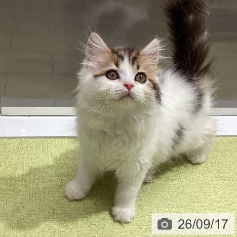 スコティッシュフォールドの写真