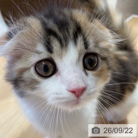 鹿児島県のスコティッシュフォールド (ペットプラス 姶良店/2026年7月10日生まれ/女の子/ブラウンパッチドタビーホワイト)の子猫の4枚目の画像