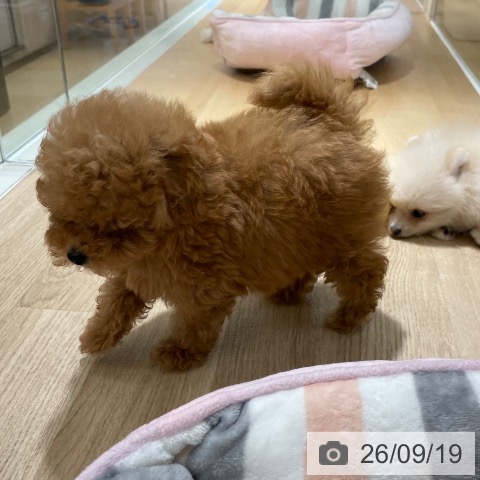 鹿児島県のトイプードル(トイ) (ペットプラス 姶良店/2026年7月15日生まれ/男の子/レッド)の子犬の4枚目の画像