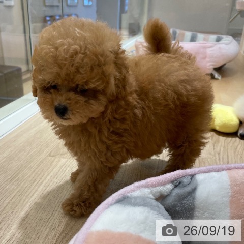 鹿児島県のトイプードル(トイ) (ペットプラス 姶良店/2026年7月15日生まれ/男の子/レッド)の子犬の3枚目の画像