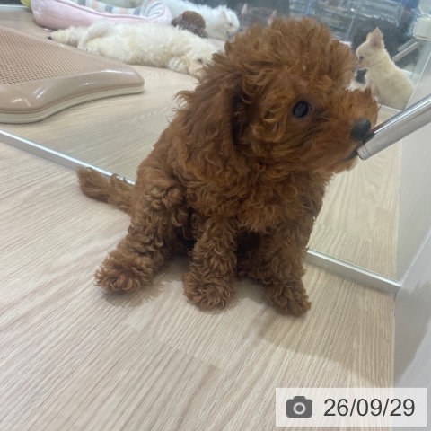 富山県のトイプードル(トイ) (ペットプラス 高岡店/2026年7月19日生まれ/女の子/レッド)の子犬の4枚目の画像