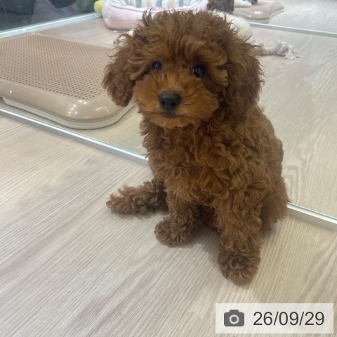 富山県のトイプードル(トイ) (ペットプラス 高岡店/2026年7月19日生まれ/女の子/レッド)の子犬の3枚目の画像