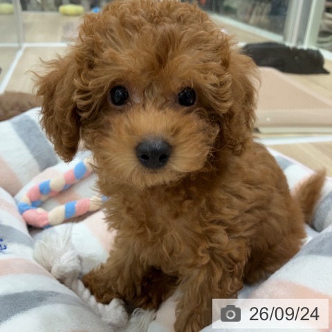 岐阜県のトイプードル(トイ) (ペットプラス 各務原店/2026年7月19日生まれ/女の子/レッド)の子犬の4枚目の画像