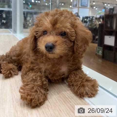 岐阜県のトイプードル(トイ) (ペットプラス 各務原店/2026年7月19日生まれ/女の子/レッド)の子犬の3枚目の画像