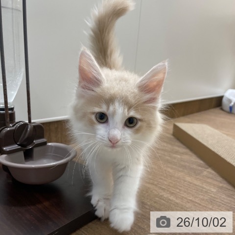 愛知県のノルウェージャンフォレストキャット (ペッツワン 東海店/2026年7月19日生まれ/男の子/クリームタビーホワイト)の子猫の4枚目の画像