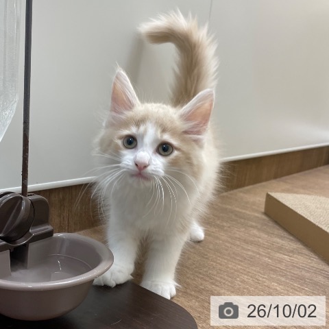 愛知県のノルウェージャンフォレストキャット (ペッツワン 東海店/2026年7月19日生まれ/男の子/クリームタビーホワイト)の子猫の3枚目の画像