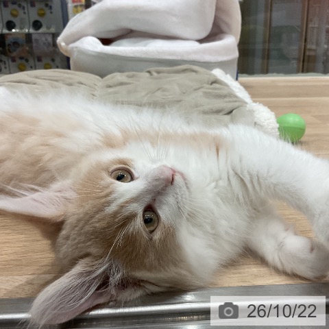 愛知県のノルウェージャンフォレストキャット (ペットプラス 東浦店/2026年7月19日生まれ/男の子/クリームタビーホワイト)の子猫の3枚目の画像
