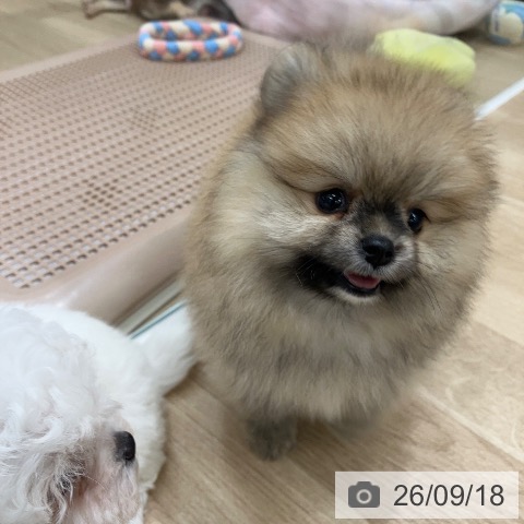 ポメラニアンの写真