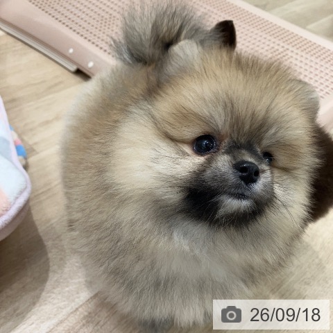 ポメラニアンの写真
