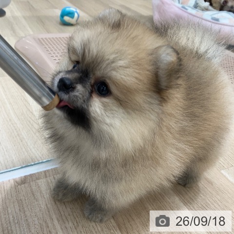 ポメラニアンの写真