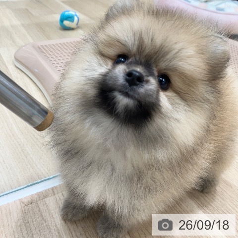 ポメラニアンの写真