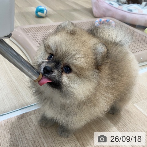 ポメラニアンの写真
