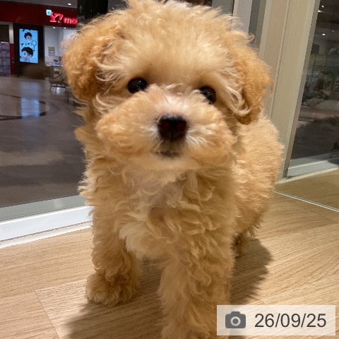 愛知県のトイプードル(トイ) (ペットプラス イオンモール豊川店/2026年7月12日生まれ/男の子/アプリコット)の子犬の3枚目の画像