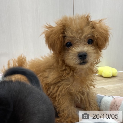愛知県のトイプードル(トイ) (ペットプラス 千音寺店/2026年7月12日生まれ/男の子/レッド)の子犬の4枚目の画像
