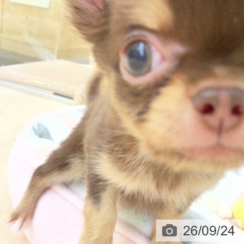 チワワの写真