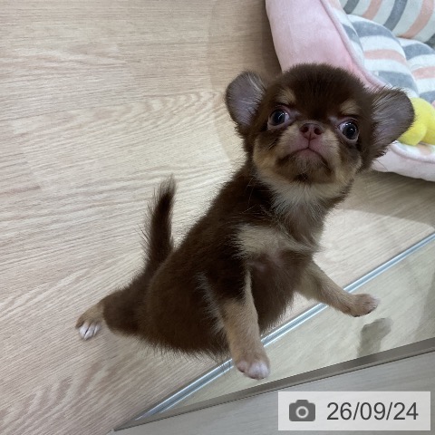 チワワの写真