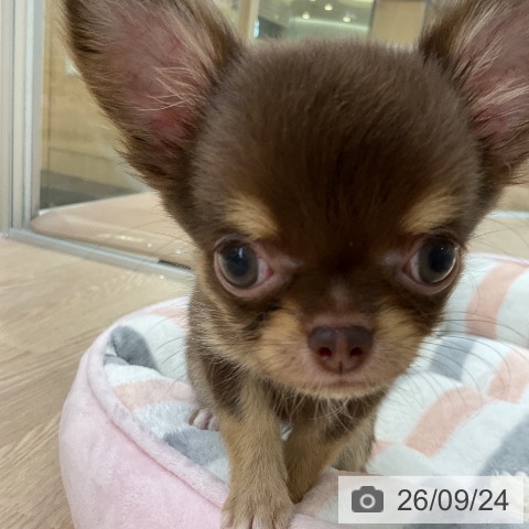 チワワの写真