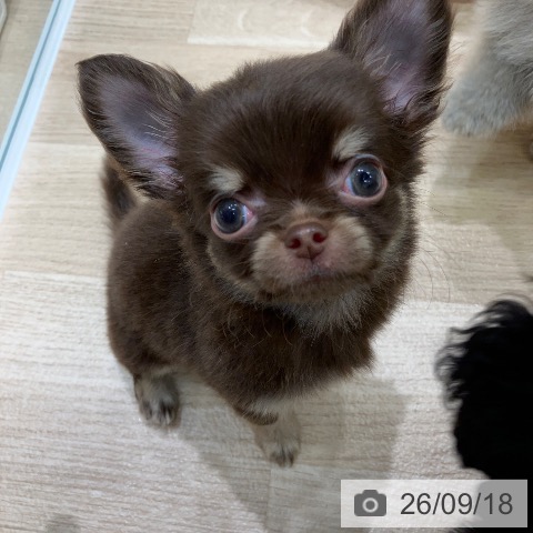 チワワの写真