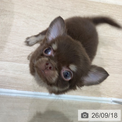 チワワの写真