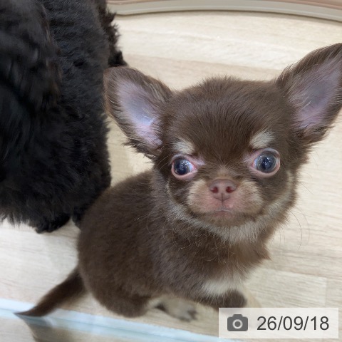 チワワの写真