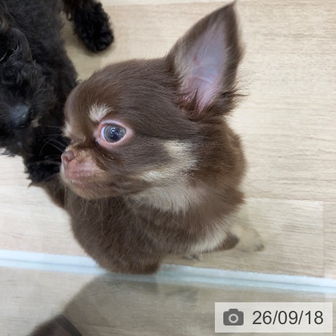 チワワの写真