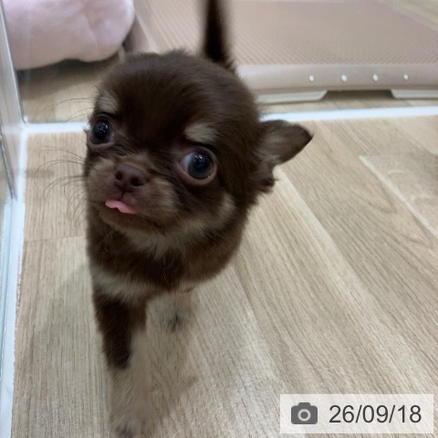 チワワの写真