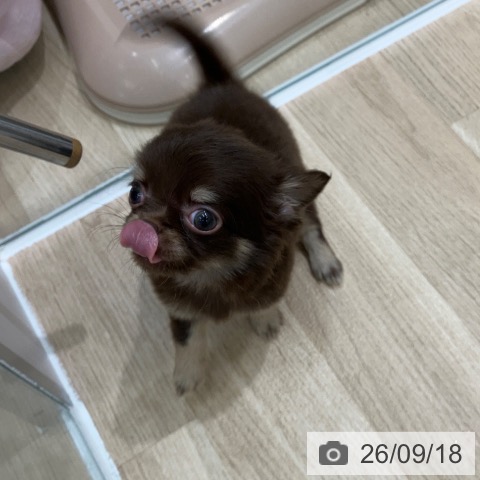 チワワの写真