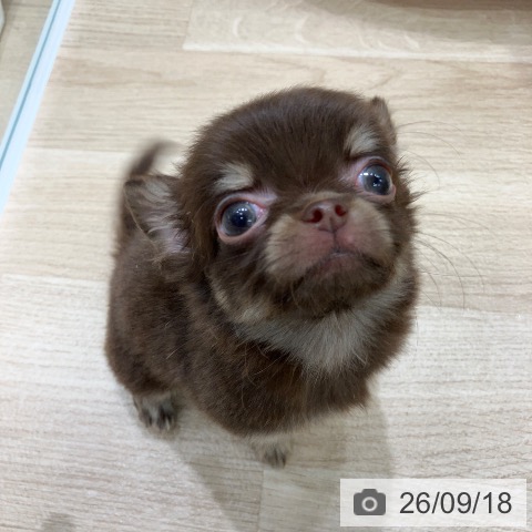 チワワの写真