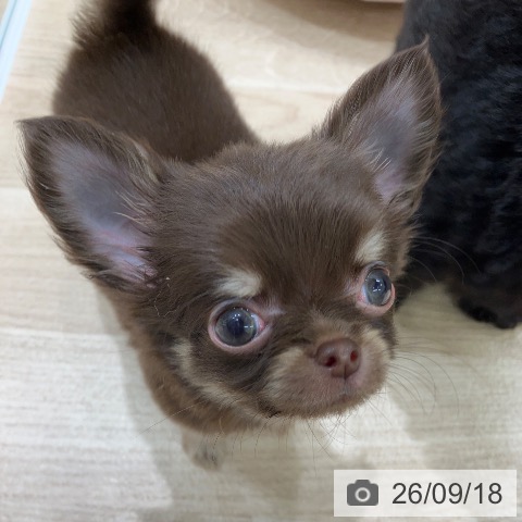 チワワの写真