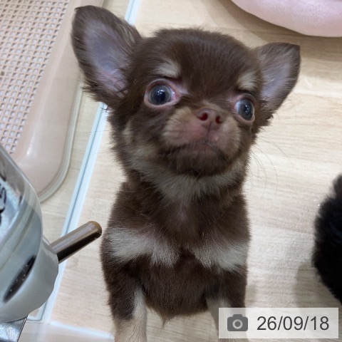 チワワの写真