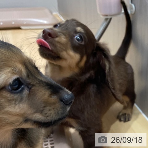 ミニチュア・ダックスフンドの写真