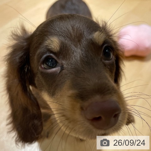 石川県のミニチュアダックスフンド(ロング) (ペットプラス 新小松店/2026年7月18日生まれ/男の子/チョコレートタン)の子犬の4枚目の画像