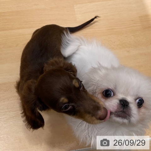 石川県のミニチュアダックスフンド(ロング) (ペットプラス 新小松店/2026年7月18日生まれ/男の子/チョコレートタン)の子犬の3枚目の画像