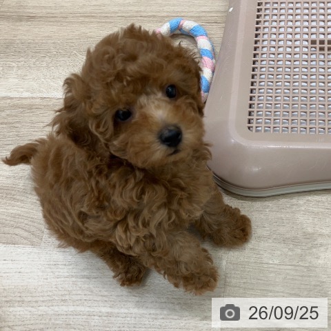 岐阜県のトイプードル(トイ) (ペットプラス 各務原店/2026年7月20日生まれ/男の子/レッド)の子犬の4枚目の画像
